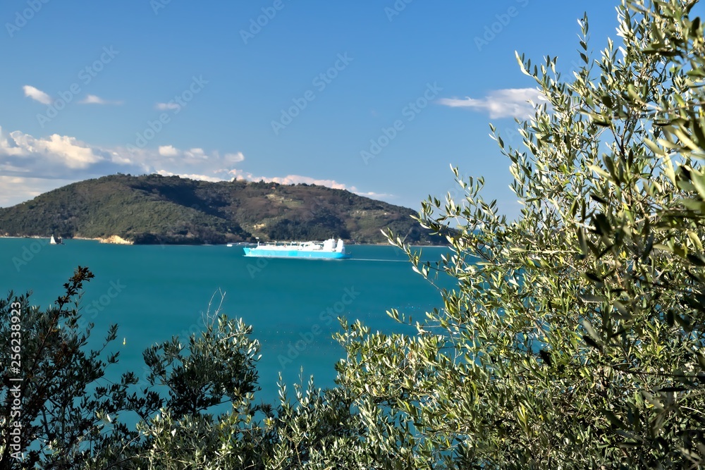 Fototapeta premium Olive grove and garden with sea view.