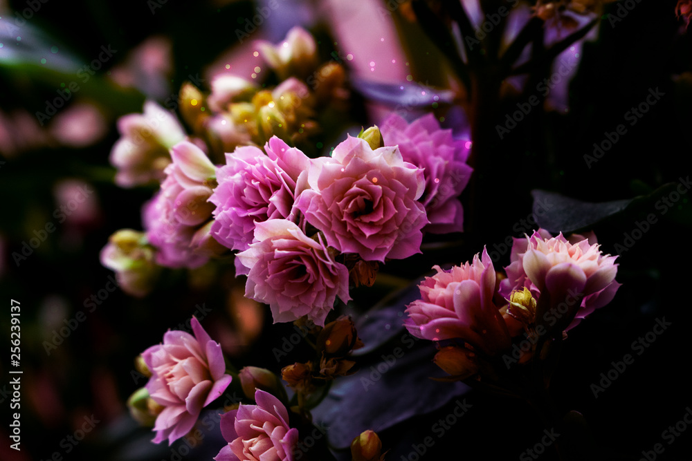 pink flower in garden pink flower in garden