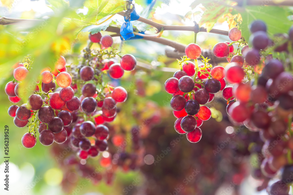 Red wine grape on tree branch Red wine grape on tree branch