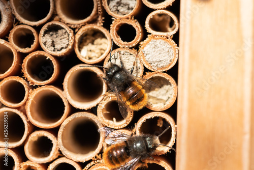 Mason Bees in front of bee house