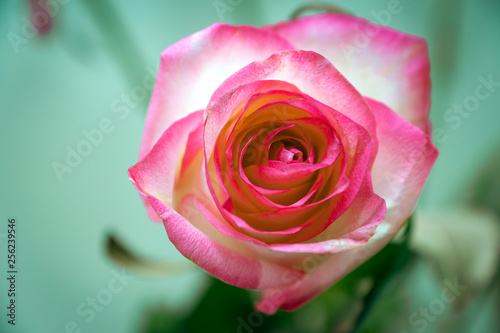 beautiful rose flower with red petal