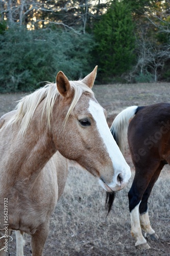 close up of a horse portrait vertical image © JenniferBlevins