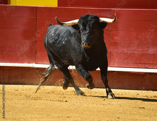 bull in spain in bullring