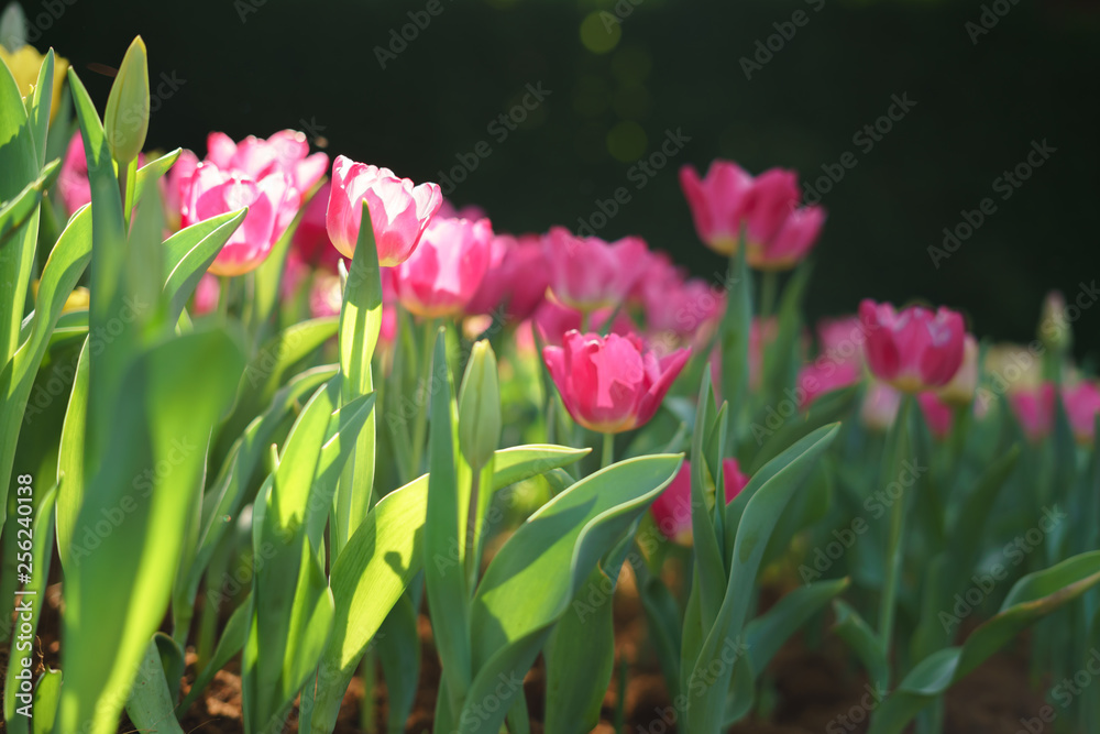 Fototapeta premium Colorful tulip flowers