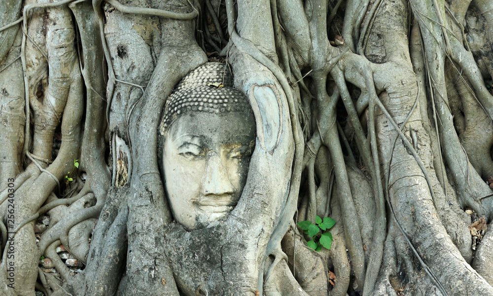 head of statue of Buddha in the roots og tree in Ayutthaya Thailand