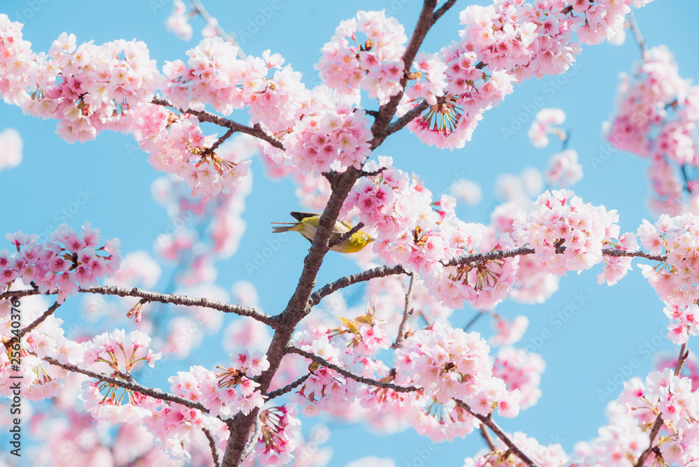 Sakura and bird,pink cherry blossom in Japan on spring season. Sakura and bird,pink cherry blossom in Japan on spring season.