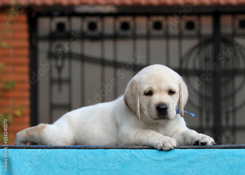 a sweet little labrador puppy on a blue background