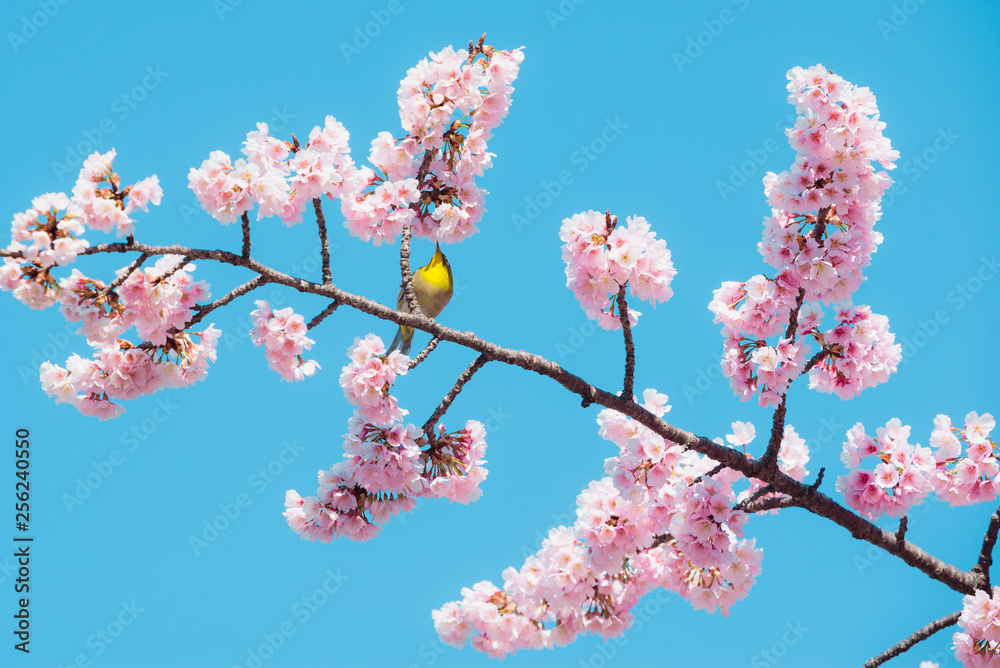 Sakura and bird,pink cherry blossom in Japan on spring season. Sakura and bird,pink cherry blossom in Japan on spring season.