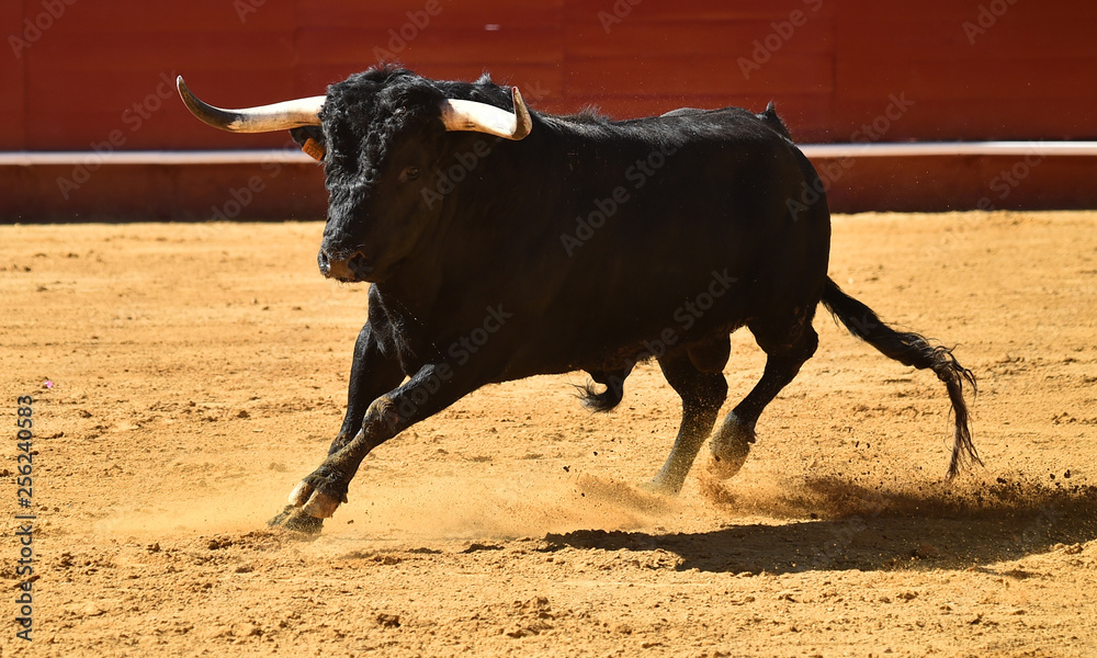 toro con cuernos grandes en plaza de toros toro con cuernos grandes en plaza de toros