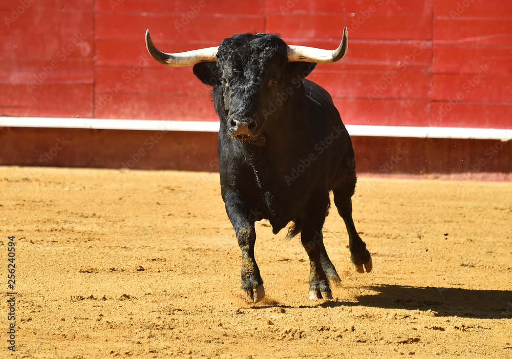 toro con cuernos grandes en plaza de toros toro con cuernos grandes en plaza de toros