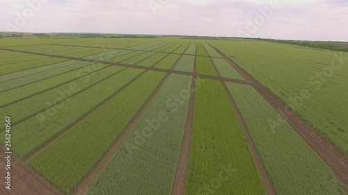 Field of green wheat plots shooting from air