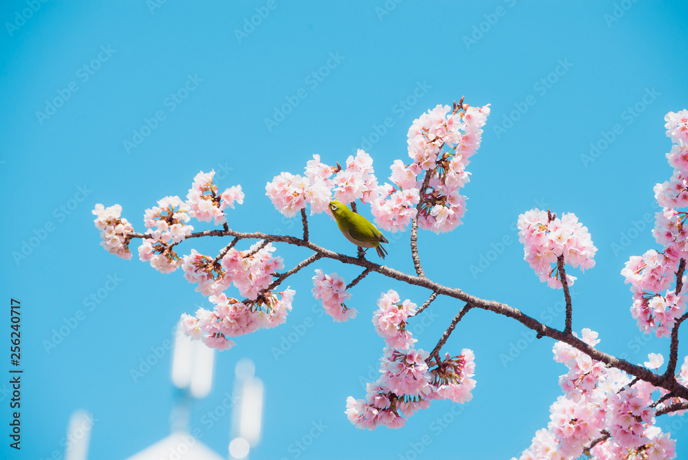 Sakura and bird,pink cherry blossom in Japan on spring season. Sakura and bird,pink cherry blossom in Japan on spring season.