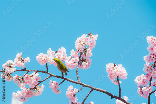 Sakura and bird pink cherry blossom in Japan on spring season.