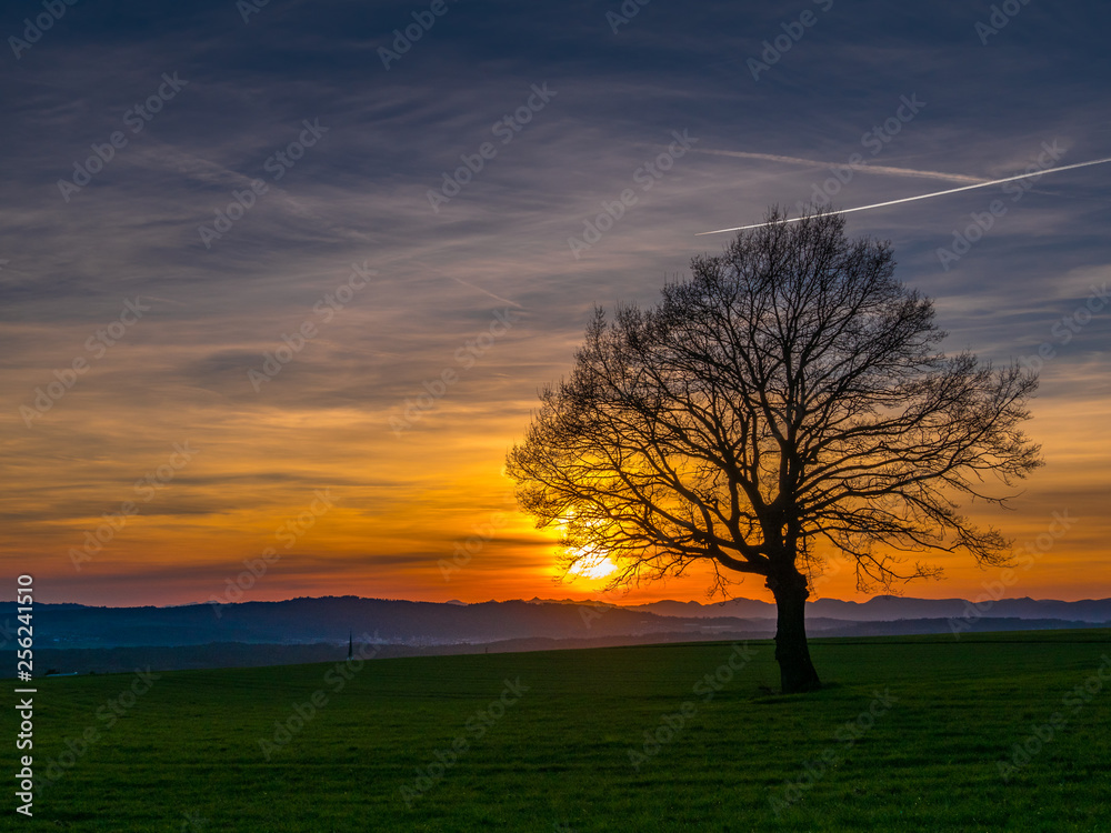 Baum im Sonnenuntergag