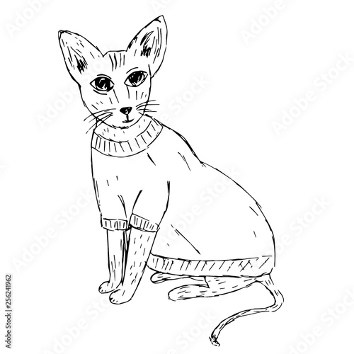Cute Sphynx cat in clothes sketch, vector