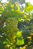 Bunches of ripe juicy grapes hang on a green vineyard vine. Vertical frame.
