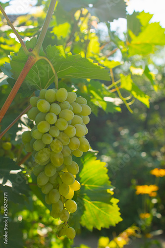Bunches of ripe juicy grapes hang on a green vineyard vine. Vertical frame.