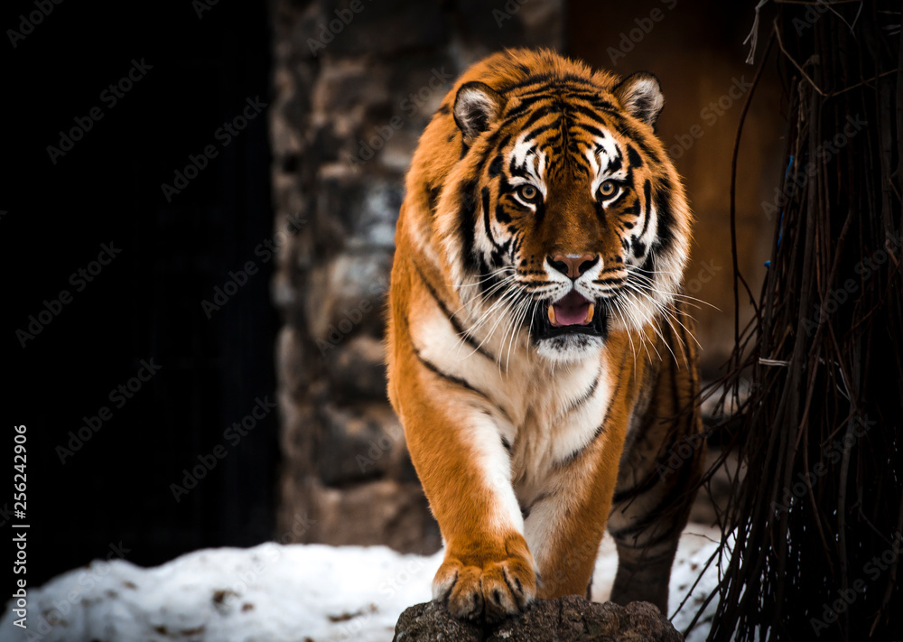 Tiger, big cats, wild. Action wildlife scene, dangerous animal