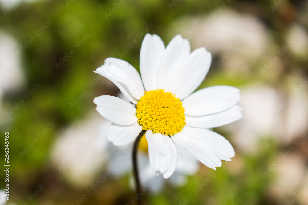 this is a capture for some Margaret flower and u can see in the picture the lovely contrast between the green white and yellow colors this is a capture for some Margaret flower and u can see in the picture the lovely contrast between the green white and yellow colors