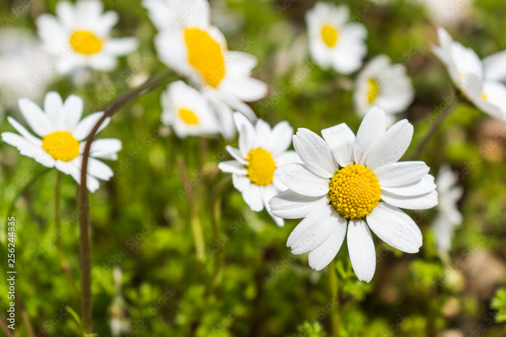 this is a capture for some Margaret flower and u can see in the picture the lovely contrast between the green white and yellow colors this is a capture for some Margaret flower and u can see in the picture the lovely contrast between the green white and yellow colors