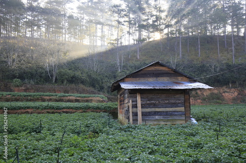 Fotografie small house between vegetable garden with magical sun rays at sunrise