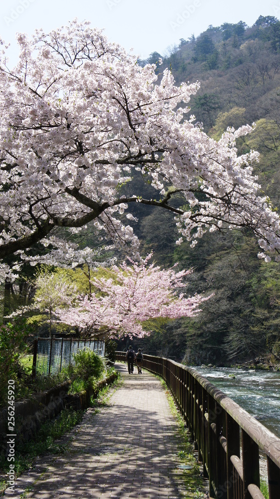 Japanese hot spring town Spring cherry blossom Japanese hot spring town Spring cherry blossom