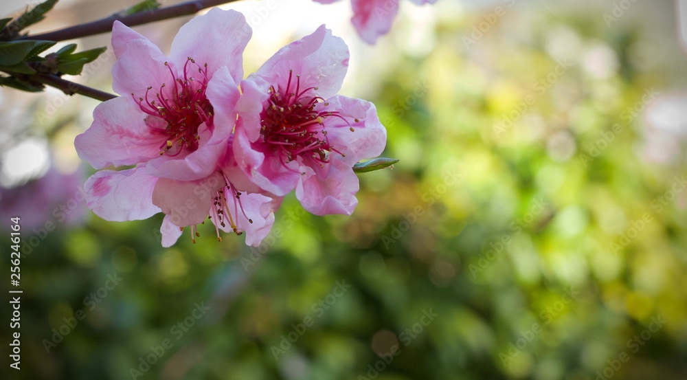 Fototapeta premium fiori di pesco