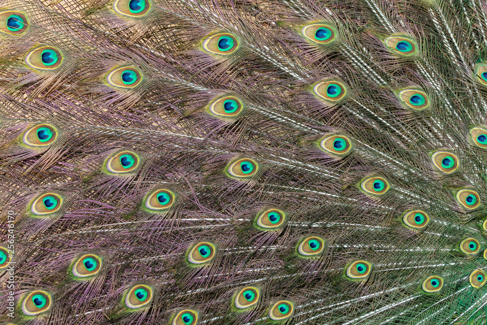 Obraz premium Pattern of peacock ornate tail plumage with colourful eyespots. Beautiful peafowls feathers fan with purple and green metallic sheen.