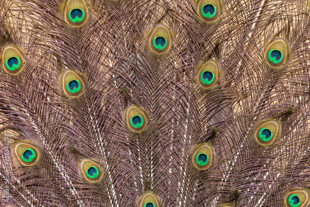 Obraz premium Pattern of peafowl ornate tail feathers with colourful eyespots. Beautiful plumage fan with purple metallic sheen and blue and green spots.