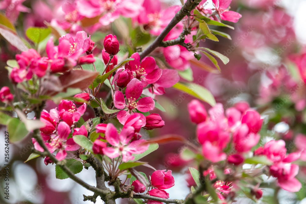 Colourful pink apple blossom close-up. Beautiful saturated flowers of blooming apple in spring ornamental garden. Colourful pink apple blossom close-up. Beautiful saturated flowers of blooming apple in spring ornamental garden.