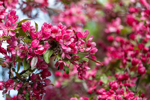 Saturated magenta apple blossom at springtime. Delicate pink flowers of blooming apple tree in spring garden.