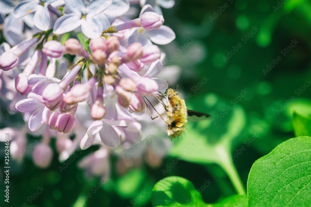 Large bee-fly collecting nectar on blooming lilac close-up. Humblefly on purple flowers with blurred green leaves in background. Spring, Czech Republic. Large bee-fly collecting nectar on blooming lilac close-up. Humblefly on purple flowers with blurred green leaves in background. Spring, Czech Republic.