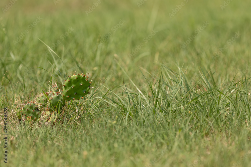 Cactus on green background with copy space Cactus on green background with copy space