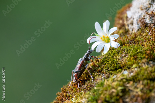 Brown beetle and white flower on green moss. Two-banded longhorn beetle (Rhagium bifasciatum) and Addersmeat or greater stitchwort (Stellaria holostea) in Czech forest. photo