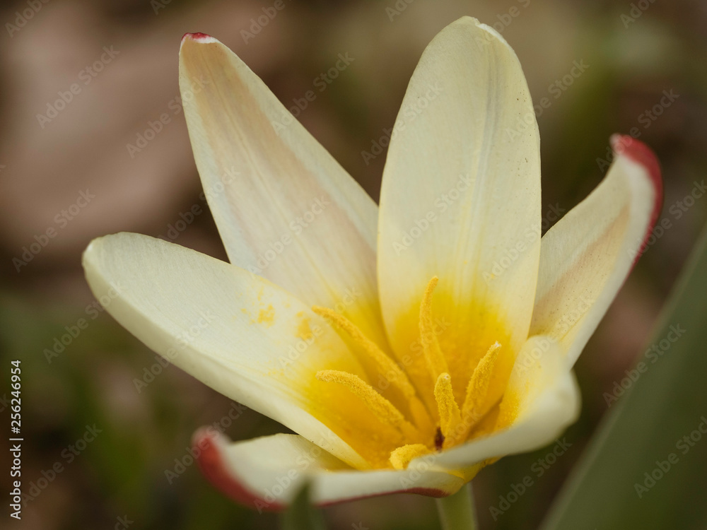 Obraz premium tulip