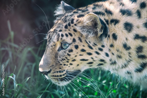 Close-up profile portrait of hunting Amur leopard. Beautiful spotted big cat (Panthera pardus orientalis) with blurred green grass in background. Critically endangered species.