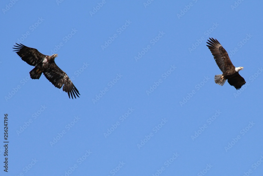 Obraz premium Bald Eagle