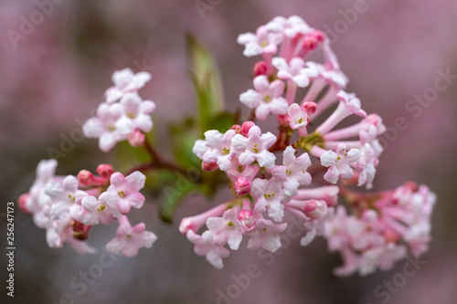 фотографія Close-up viburnum pink flowers in early spring