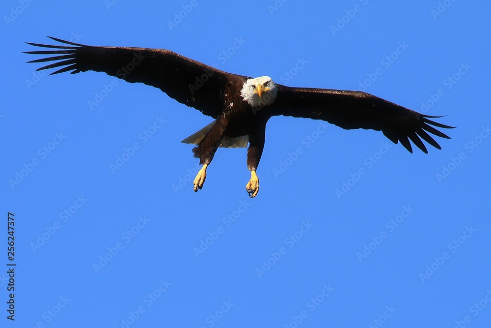 Fototapeta premium Bald Eagle
