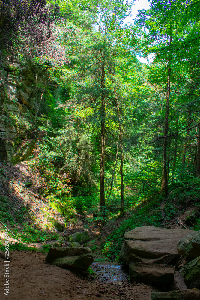 Naklejka premium path in forest