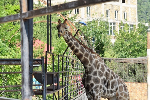 Photography African giraffe at the zoo is playing fun