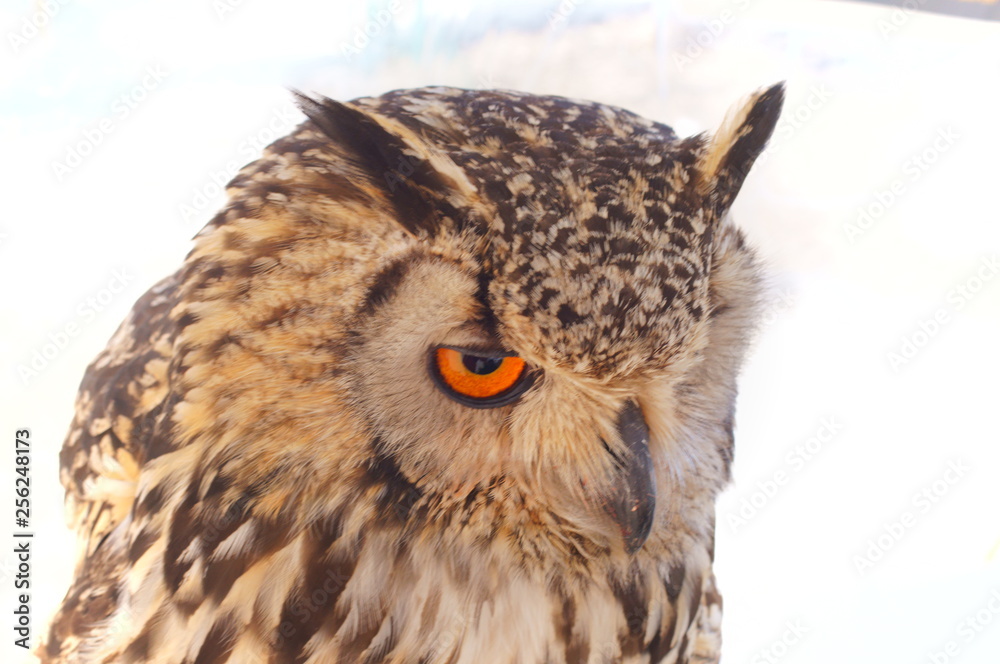 Fototapeta premium Ranch owl feeding