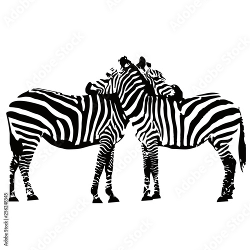 Illustration of two zebras embracing