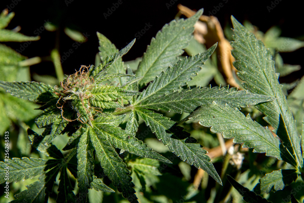 Cannabis Weed Plant Indica - Sativa in Garden Blooming Bud Cannabis Weed Plant Indica - Sativa in Garden Blooming Bud