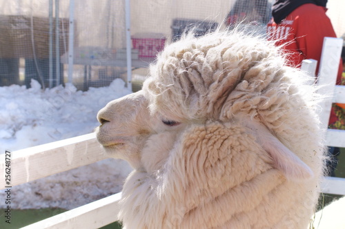 Ranch Alpaca Feeding photo