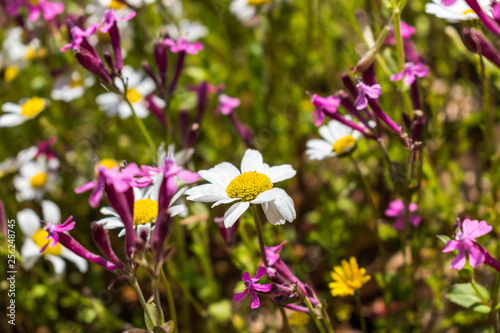 this is a capture for some  Margaret flower and u can see in the picture the lovely contrast between the green white and yellow colors 