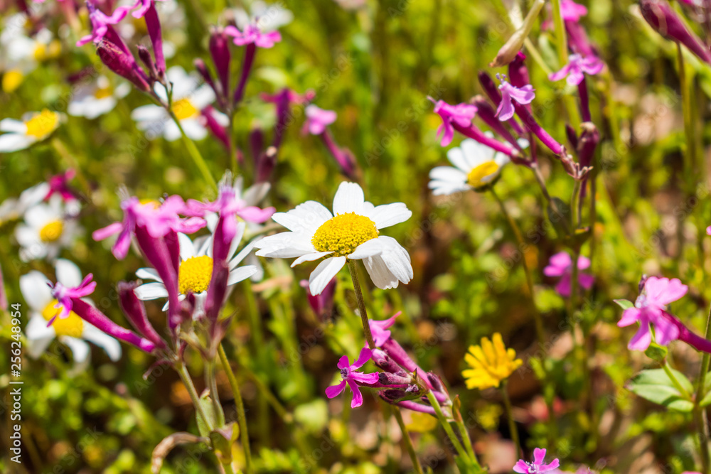 this is a capture for some Margaret flower and u can see in the picture the lovely contrast between the green white and yellow colors this is a capture for some Margaret flower and u can see in the picture the lovely contrast between the green white and yellow colors