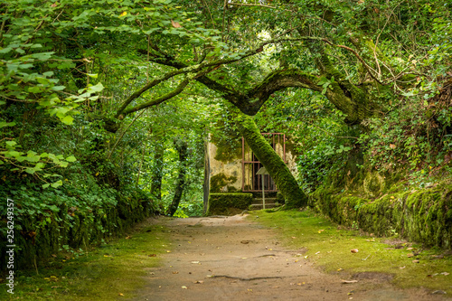 A forest path in Convento dos Capuchos, Sintra, Portugal