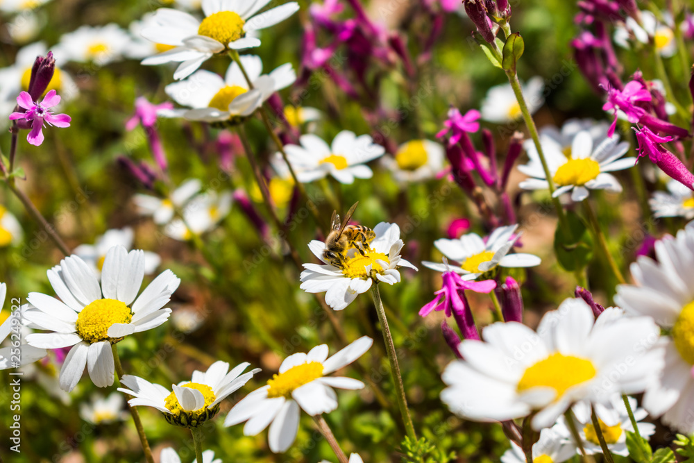 this is a capture for some Margaret flower and u can see in the picture the lovely contrast between the green white and yellow colors with a bee eating from the flower this is a capture for some Margaret flower and u can see in the picture the lovely contrast between the green white and yellow colors with a bee eating from the flower