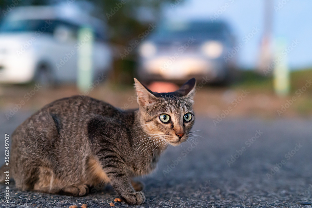 Fototapeta premium 野良猫の眼差し